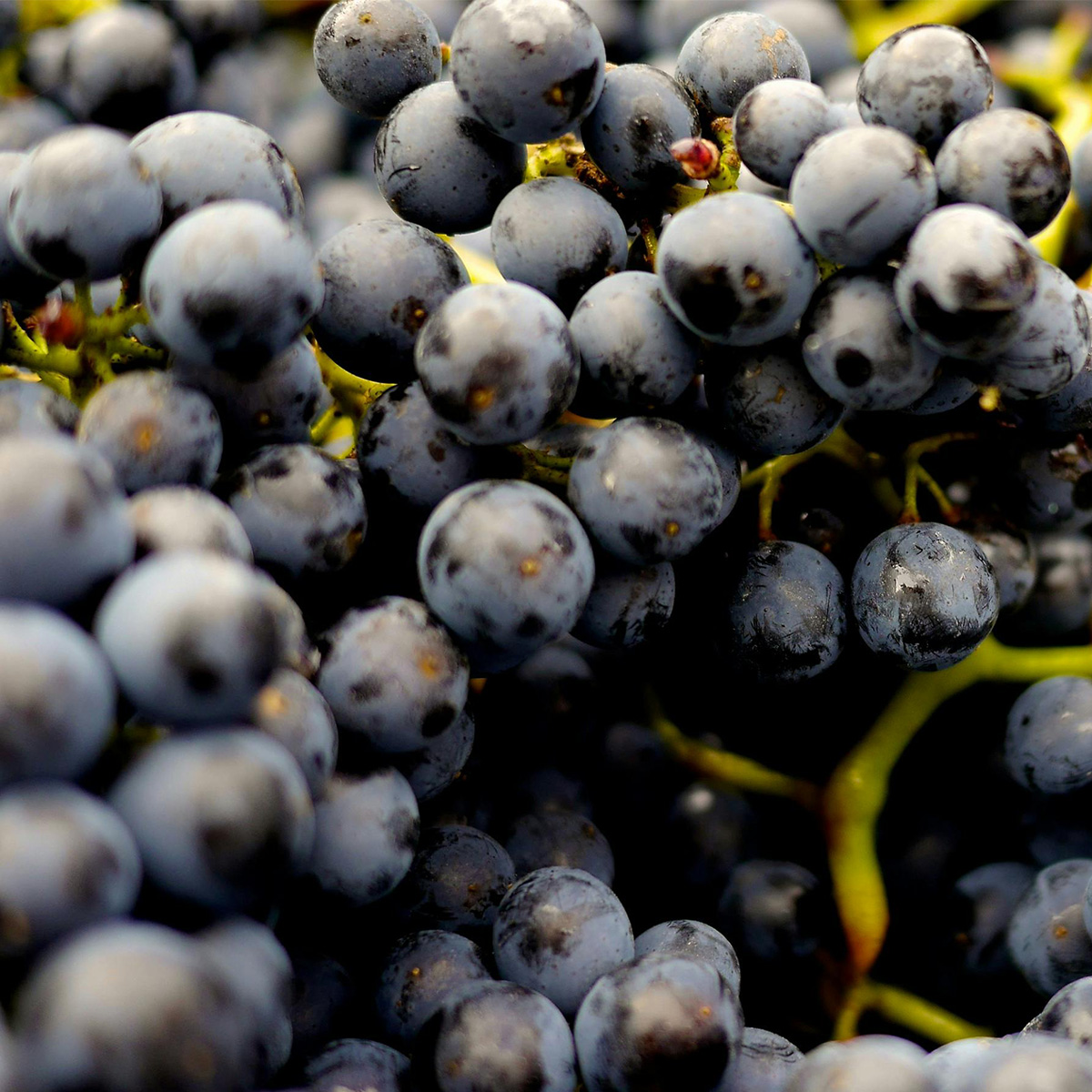 DW-wino-pinot-noir-blog-1200x1200-1