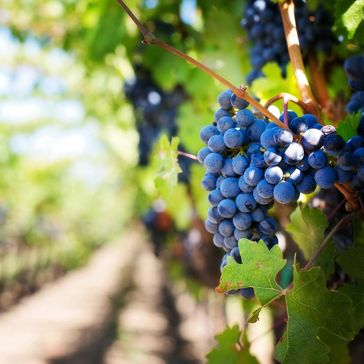 Przewodnik po Pinot Noir – charakterystyka szczep